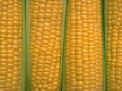 Corn Pix